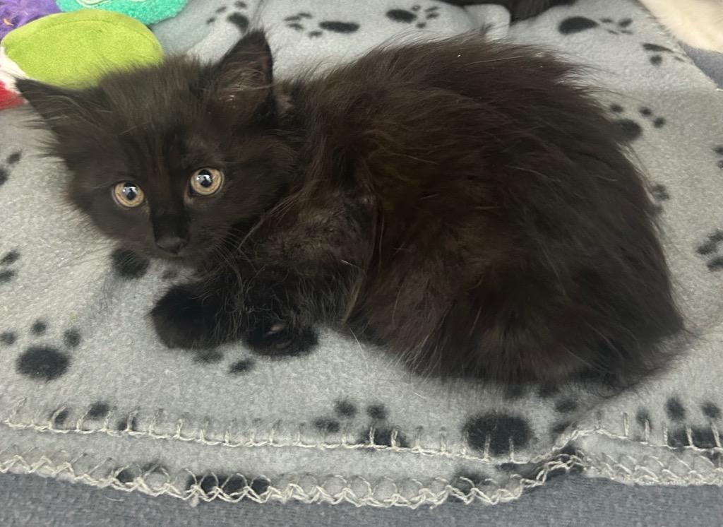Opal, Adoptable, Kitten Female Domestic Short Hair.