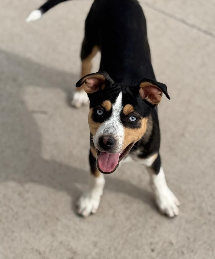 Enlarge Biscotti, a Adoptable mixed breed in Pueblo, CO image 1/1