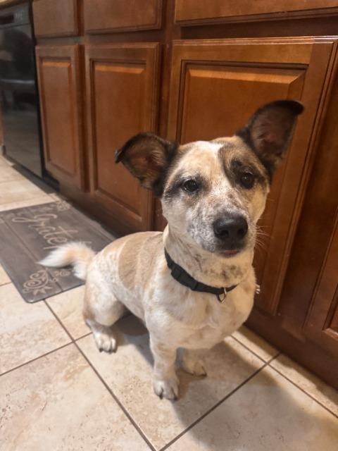 Snoopy, Adoptable, Young Male Corgi.