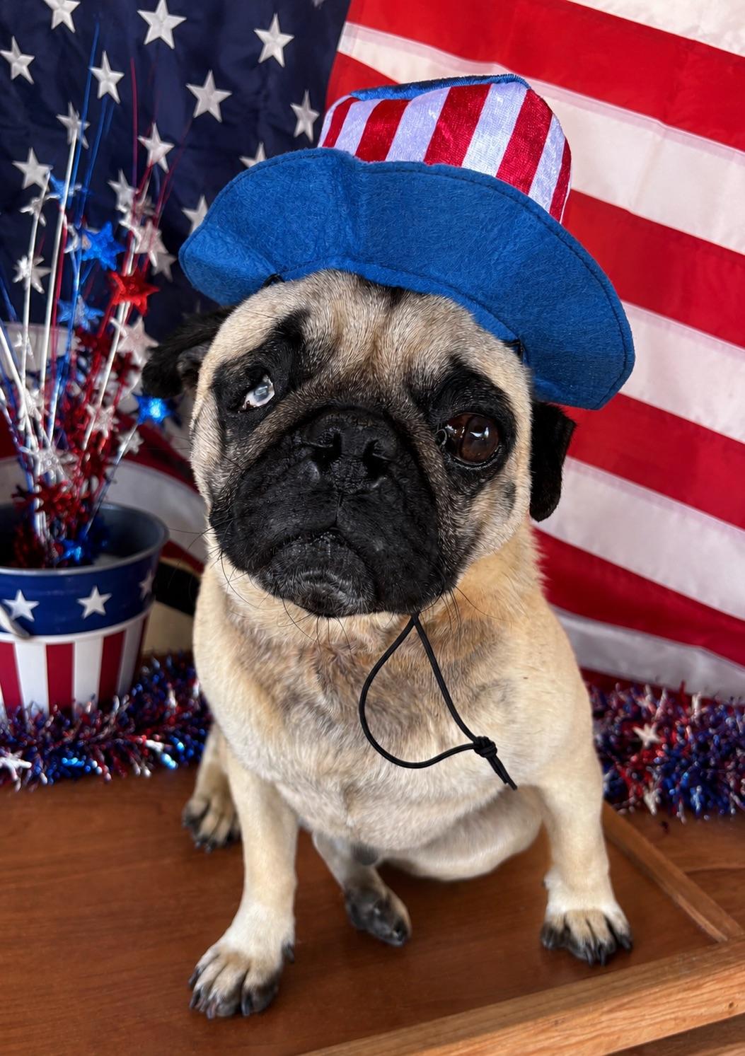 George, an adopted mixed breed in Sherwood, OR image 5/6