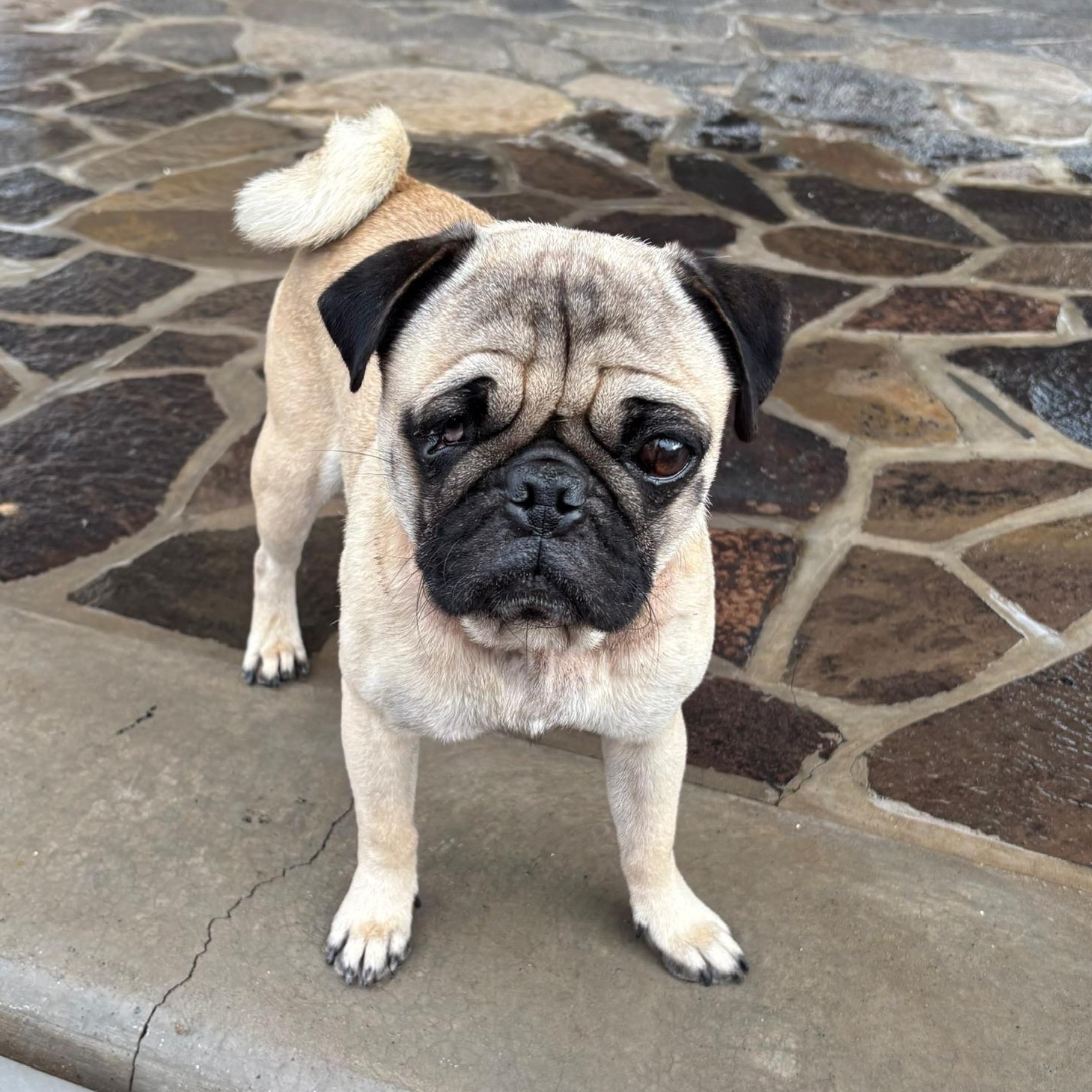 George, an adopted mixed breed in Sherwood, OR image 6/6