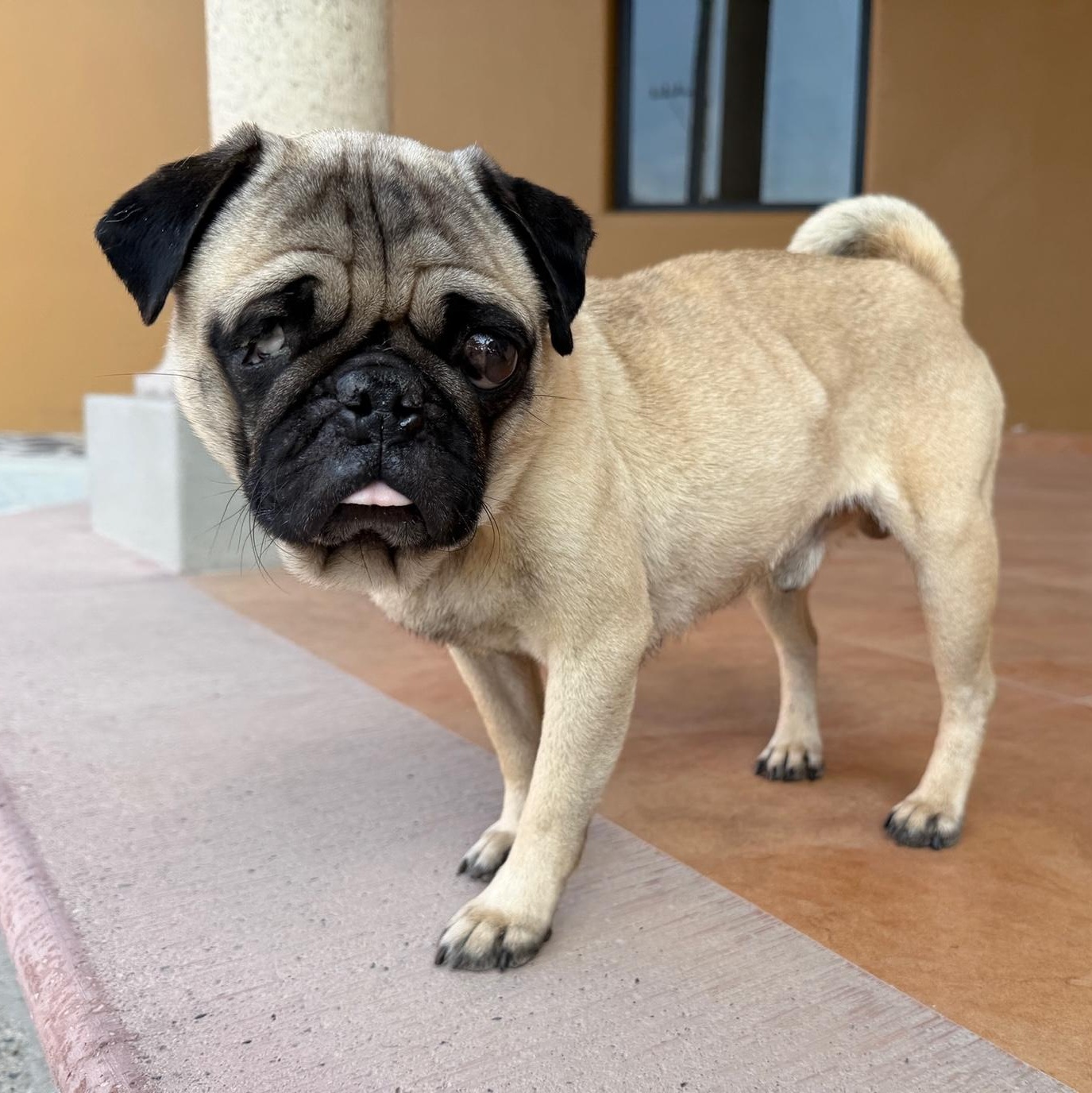 George, adopted, Young Male Pug.