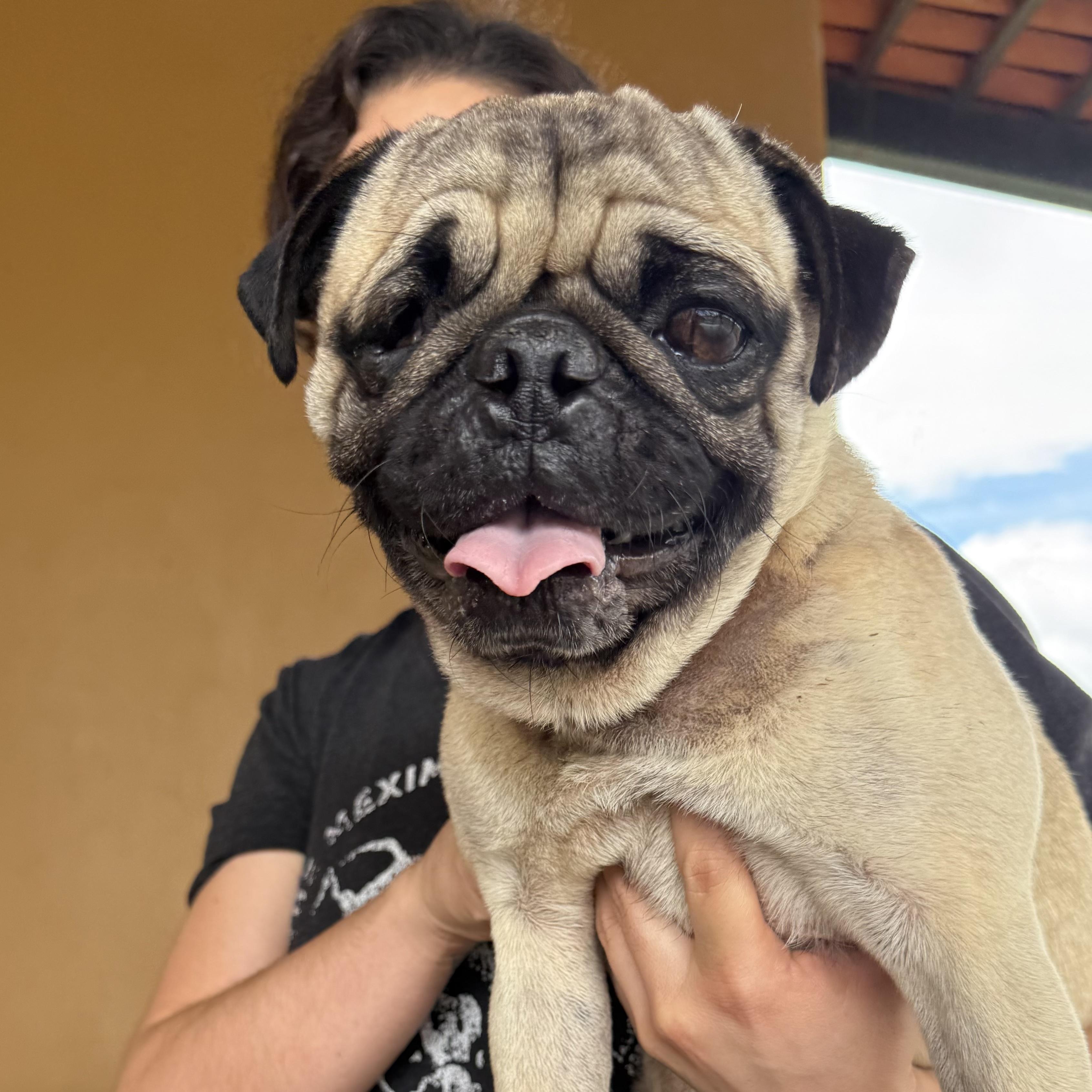 George, an adopted mixed breed in Sherwood, OR image 3/6