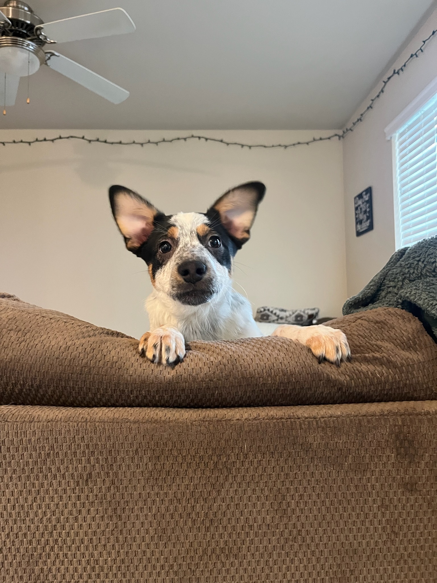 Enlarge Wayne, a Adopted mixed breed in Vancouver, WA image 5/6