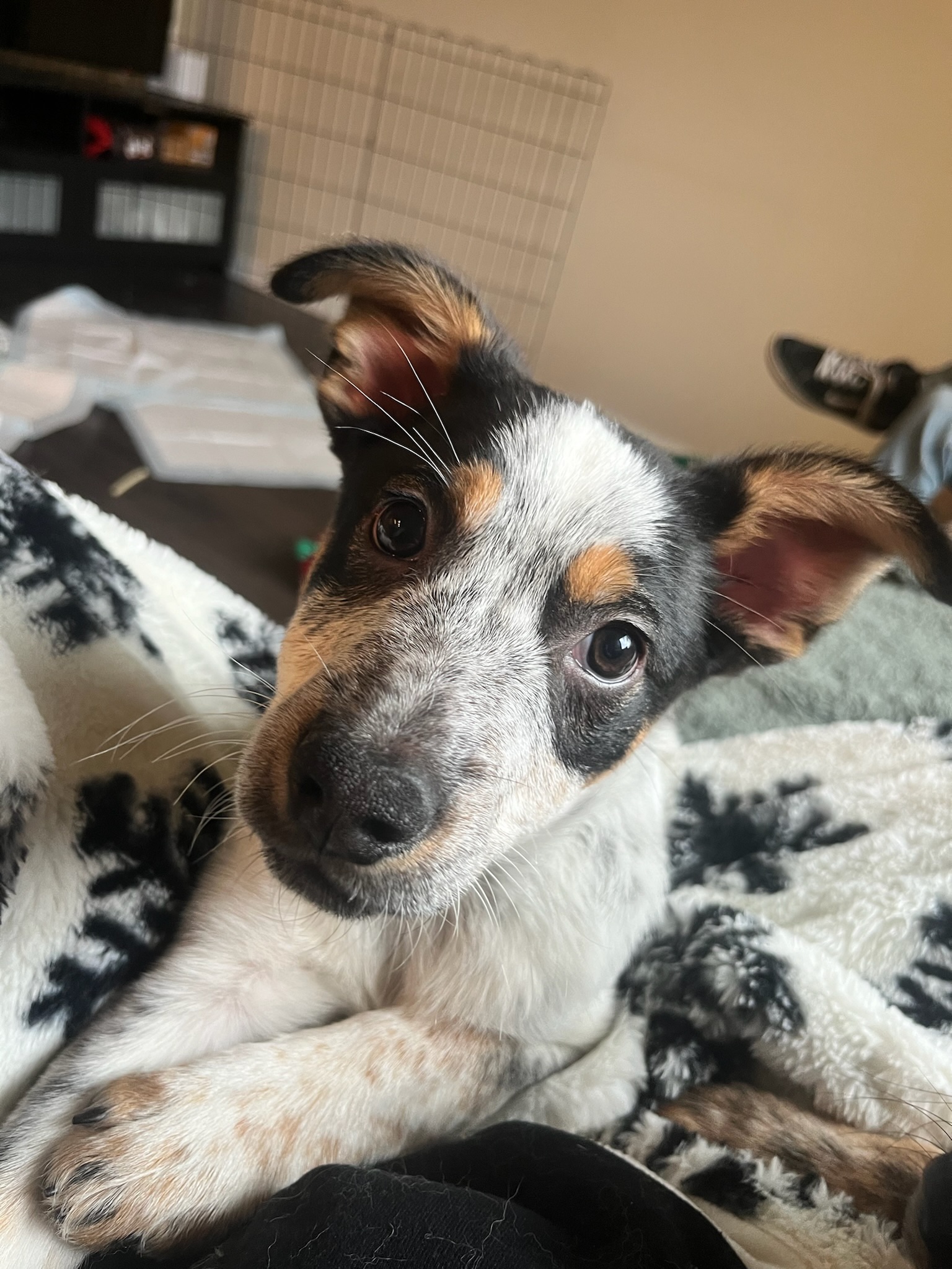 Enlarge Wayne, a Adopted mixed breed in Vancouver, WA image 3/6