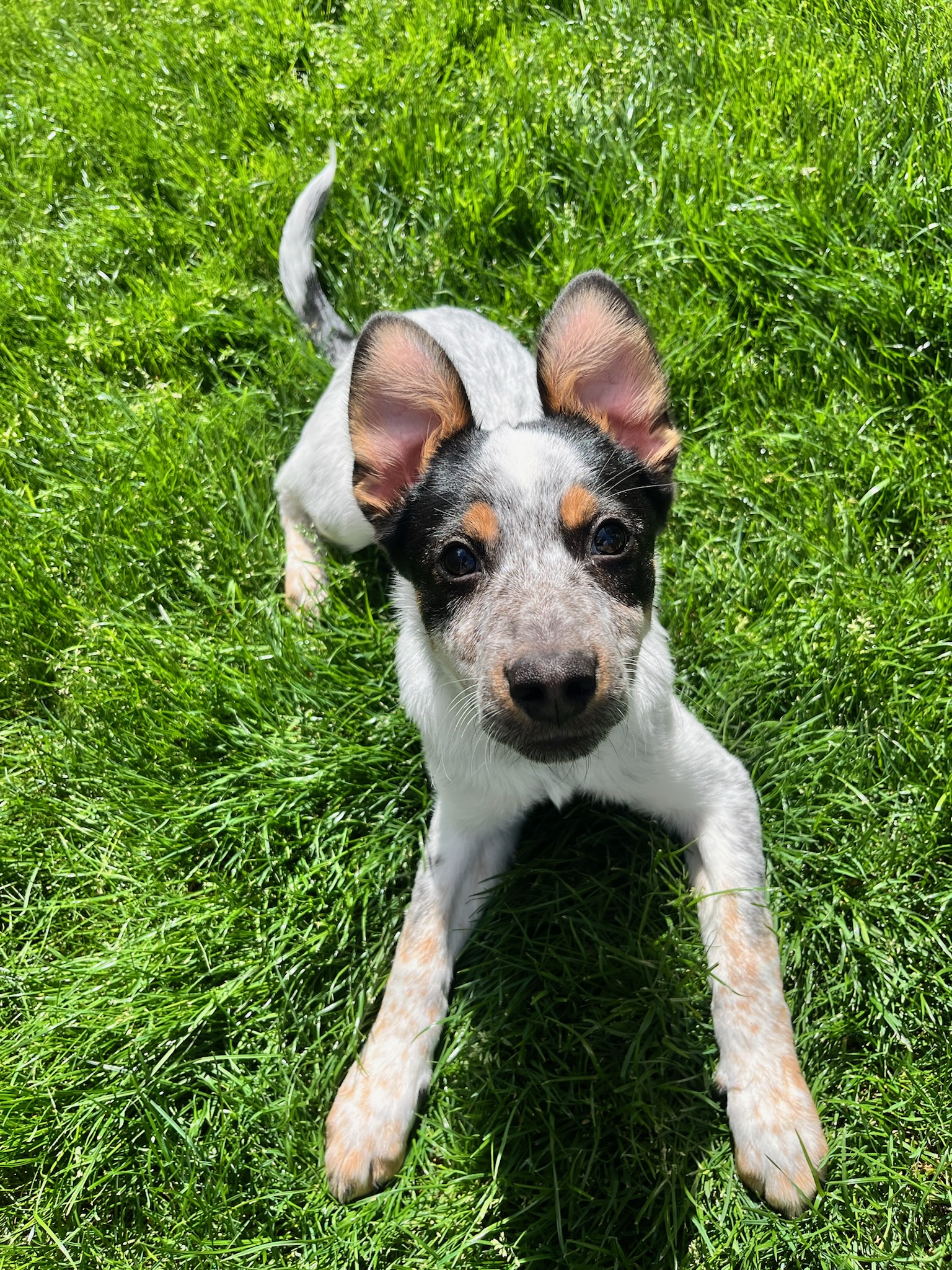 Enlarge Wayne, a Adopted mixed breed in Vancouver, WA image 1/6