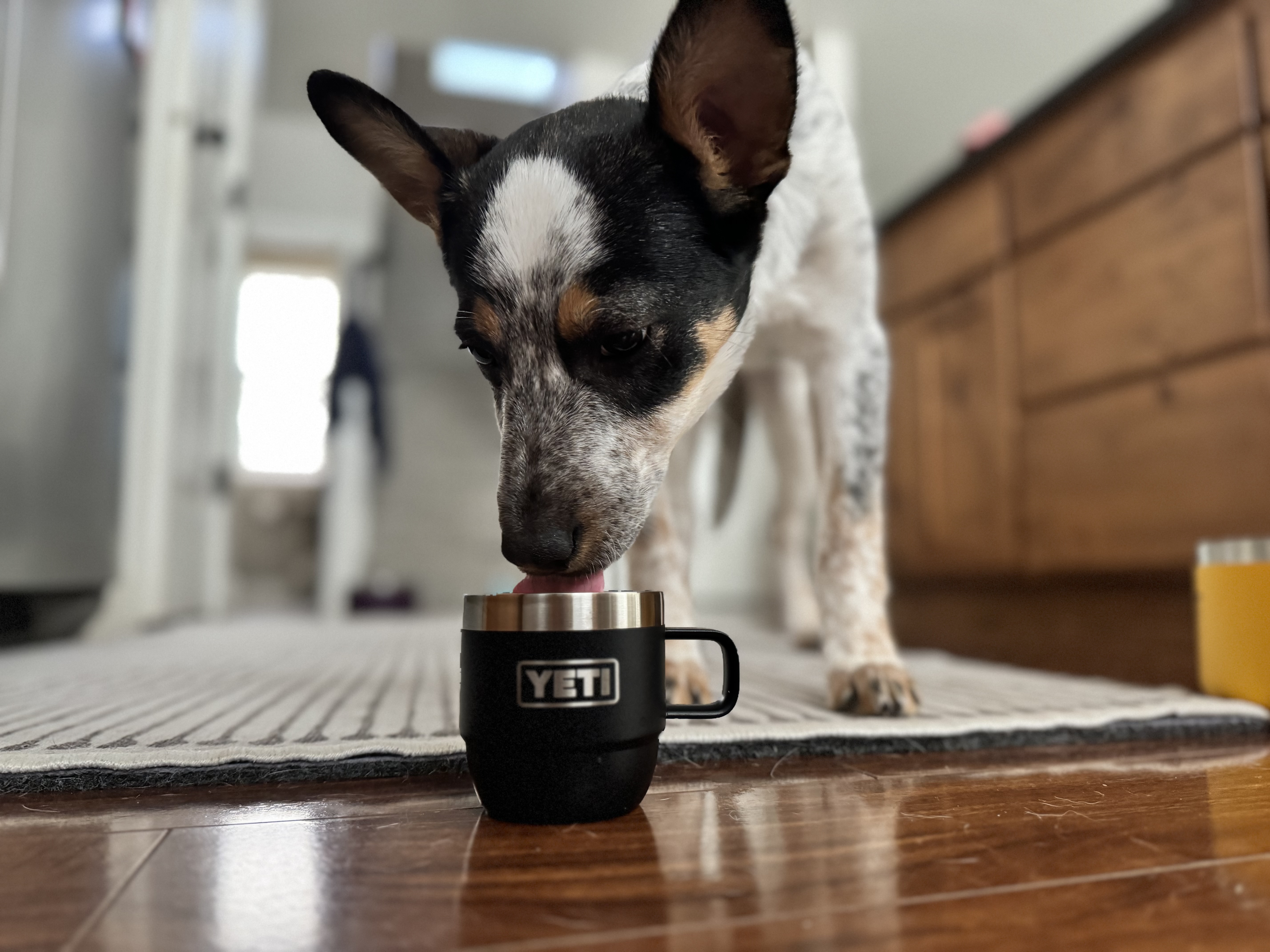 Enlarge Wayne, a Adopted mixed breed in Vancouver, WA image 6/6