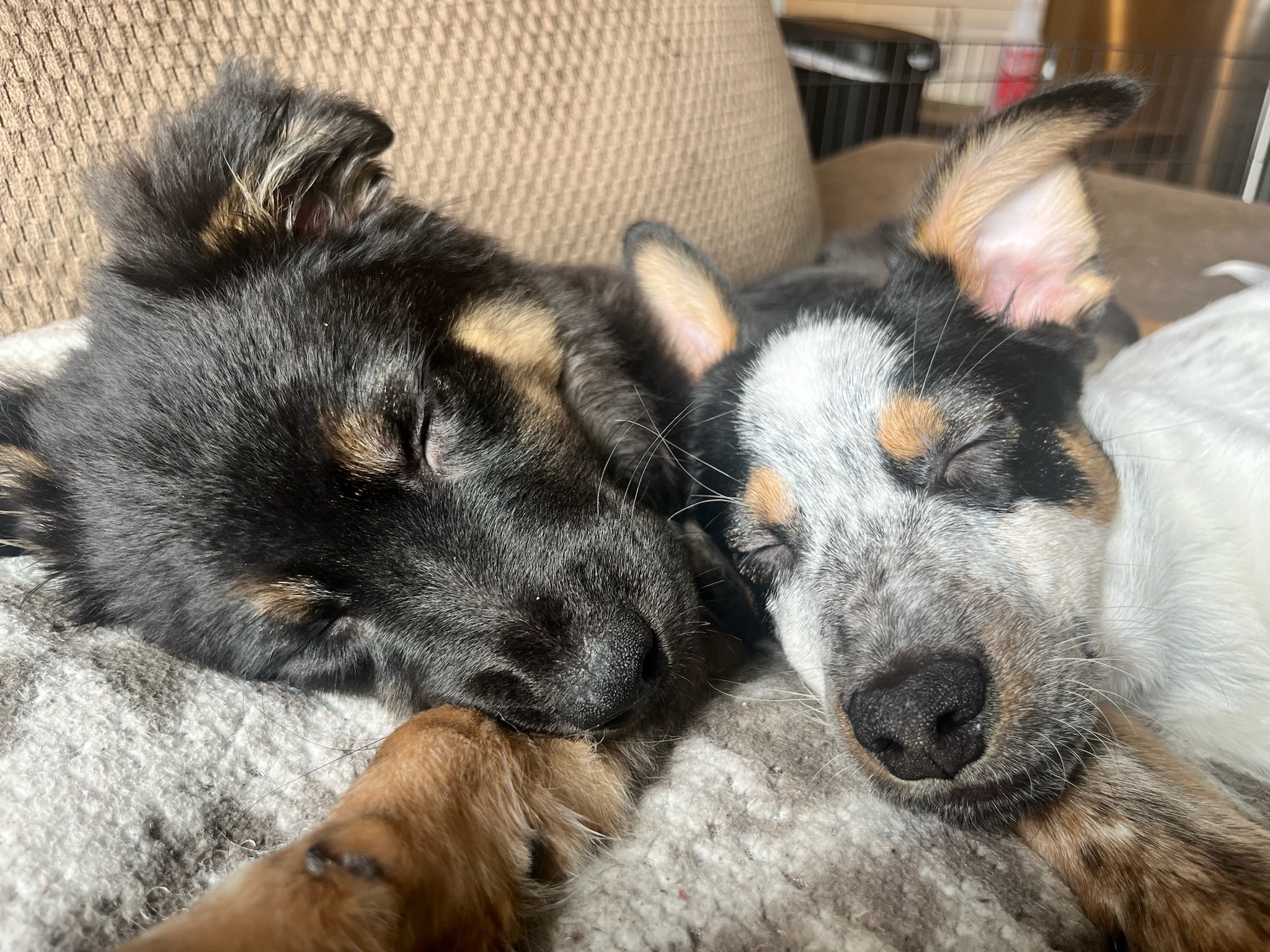 Enlarge Wayne, a Adopted mixed breed in Vancouver, WA image 4/6