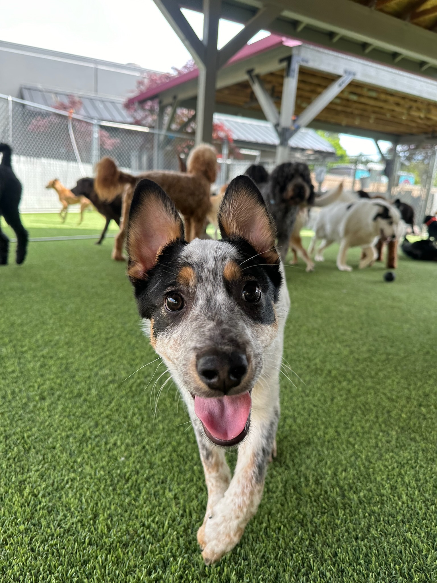 Enlarge Wayne, a Adopted mixed breed in Vancouver, WA image 2/6