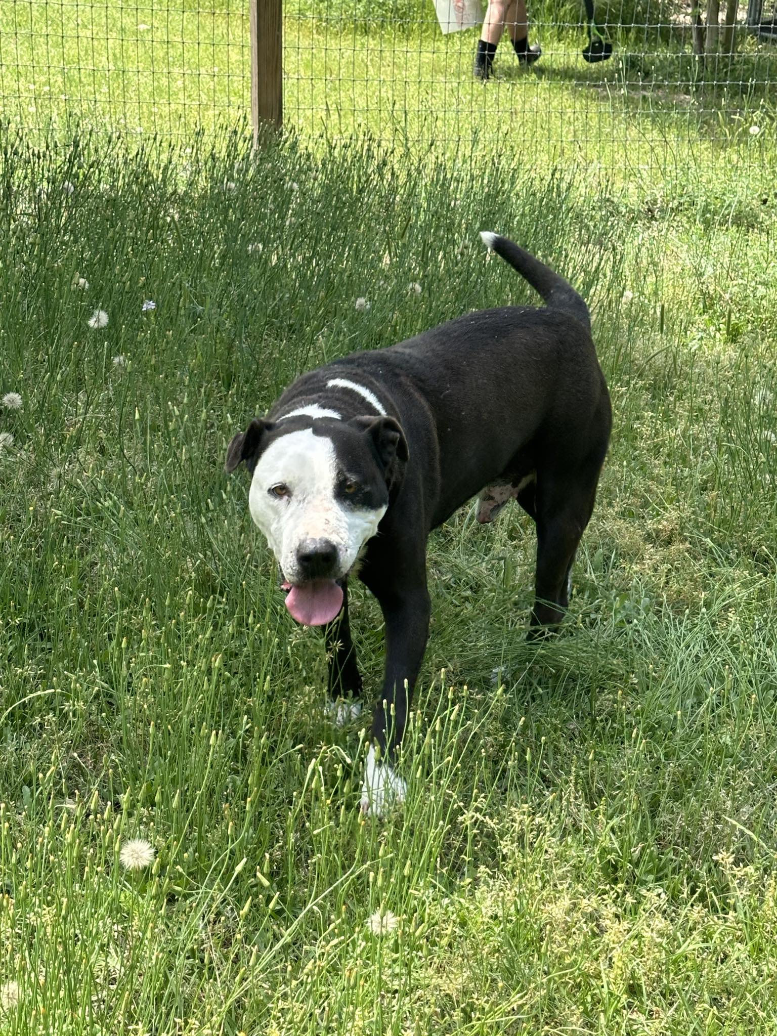 Remmi, Adoptable, Adult Male American Staffordshire Terrier & Mixed Breed.