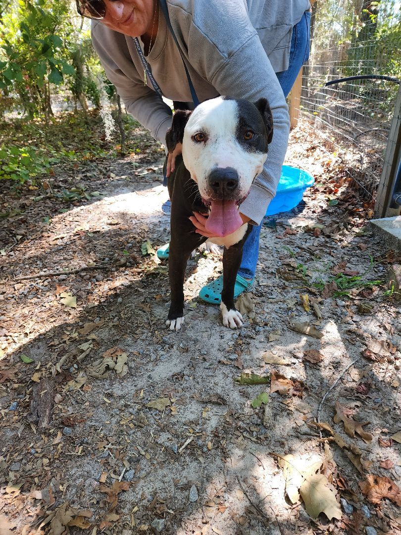 Enlarge Remmi, a Adoptable mixed breed in Orangeburg, SC image 9/12