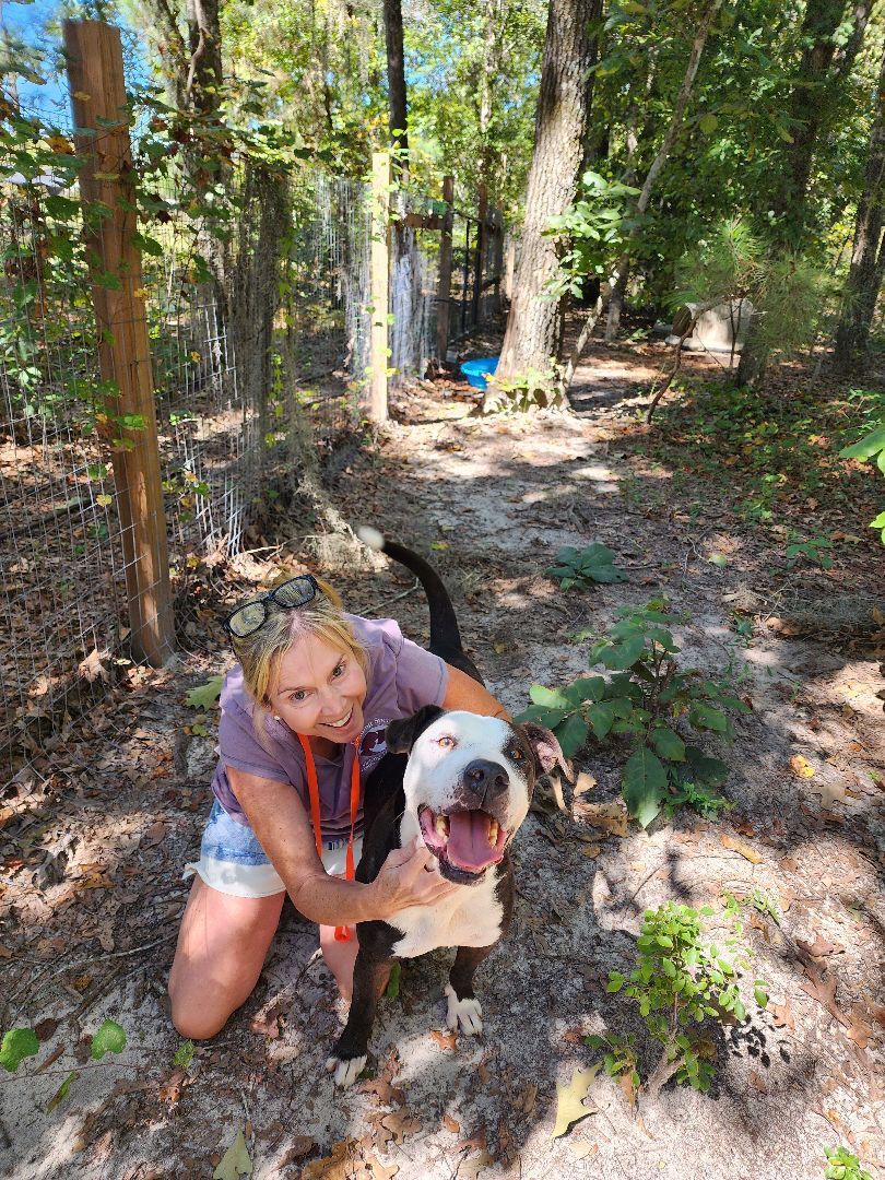 Enlarge Remmi, a Adoptable mixed breed in Orangeburg, SC image 10/12