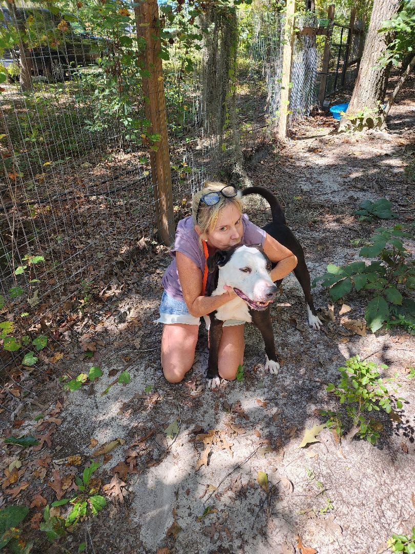 Enlarge Remmi, a Adoptable mixed breed in Orangeburg, SC image 11/12