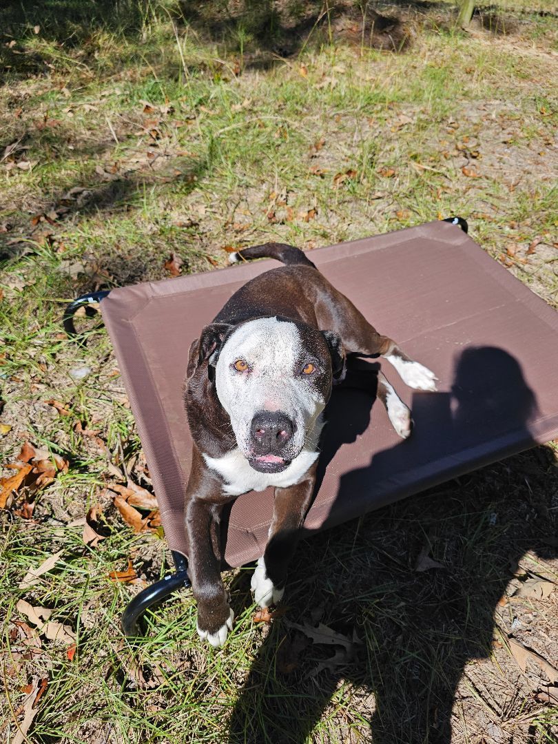 Enlarge Remmi, a Adoptable mixed breed in Orangeburg, SC image 12/12