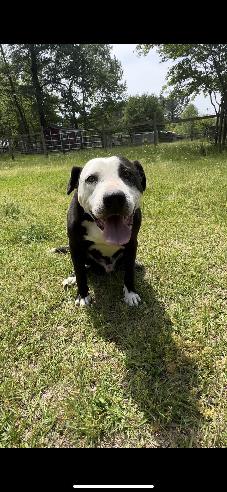Enlarge Remmi, a Adoptable mixed breed in Orangeburg, SC image 8/12