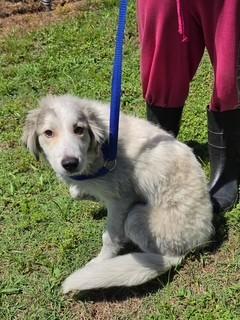 Enlarge Ginny, an adopted Great Pyrenees in Paterson, NJ image 1/1