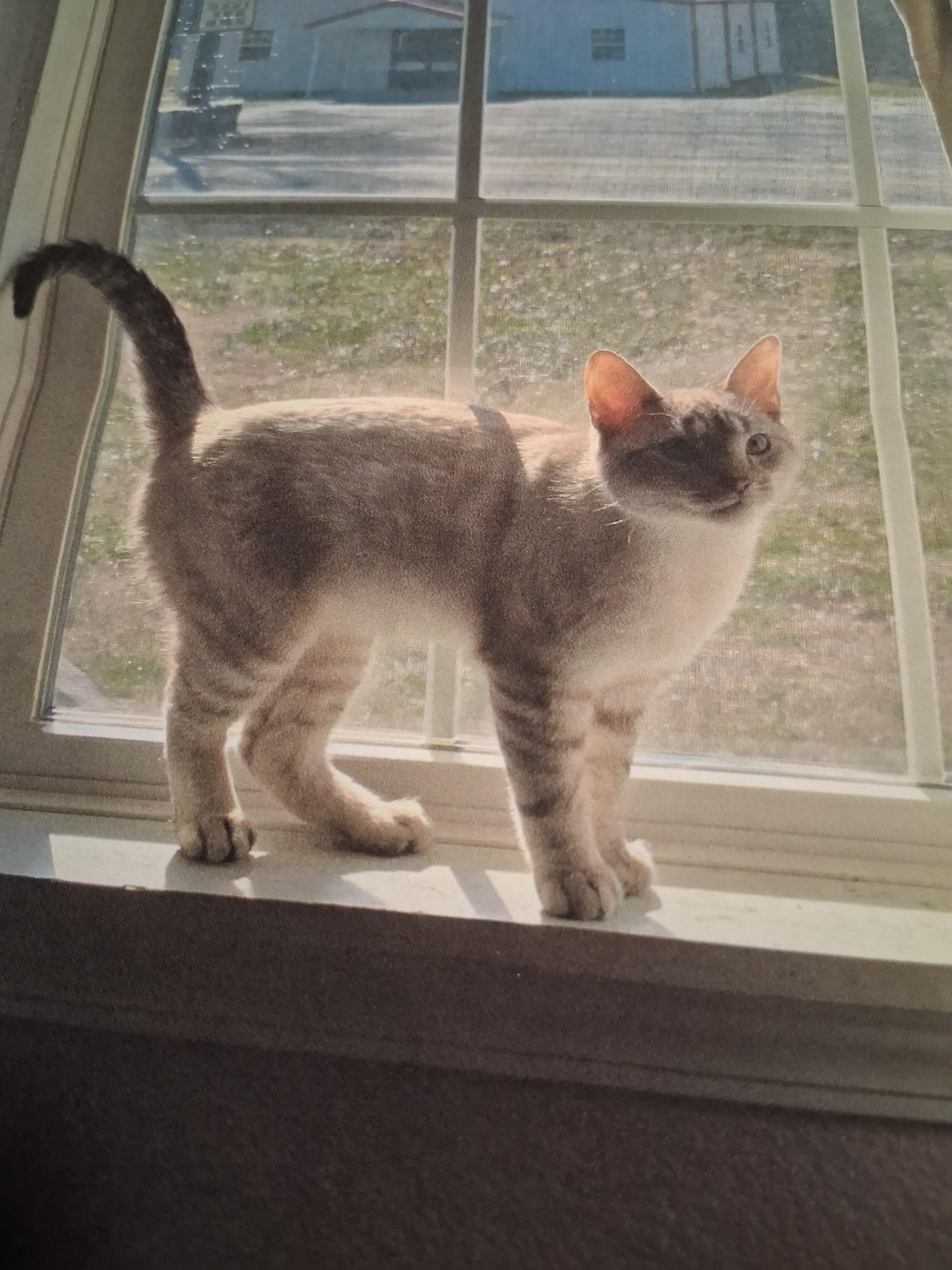 Link, Adoptable, Young Male Domestic Short Hair.