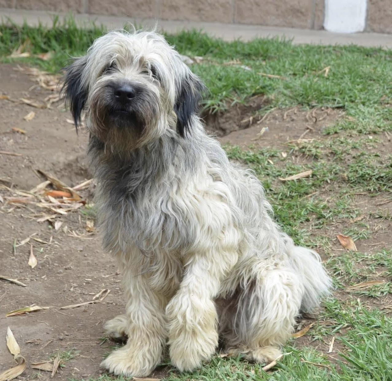 Enlarge Nacho, a Adopted mixed breed in Mississauga, ON image 2/6