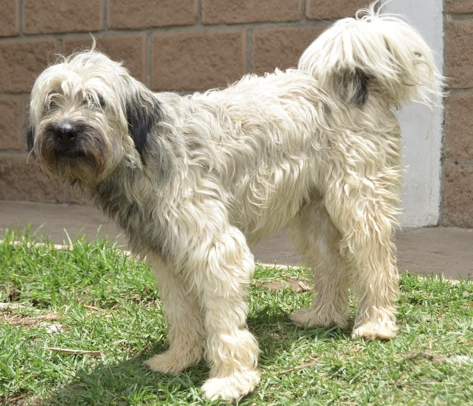 Enlarge Nacho, a Adopted mixed breed in Mississauga, ON image 4/6