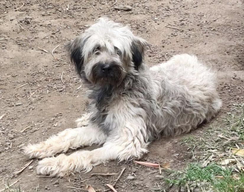 Enlarge Nacho, a Adopted mixed breed in Mississauga, ON image 3/6