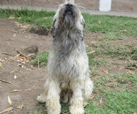 Enlarge Nacho, a Adopted mixed breed in Mississauga, ON image 5/6