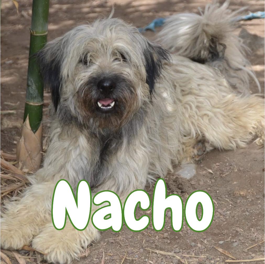 Enlarge Nacho, a Adopted mixed breed in Mississauga, ON image 1/6