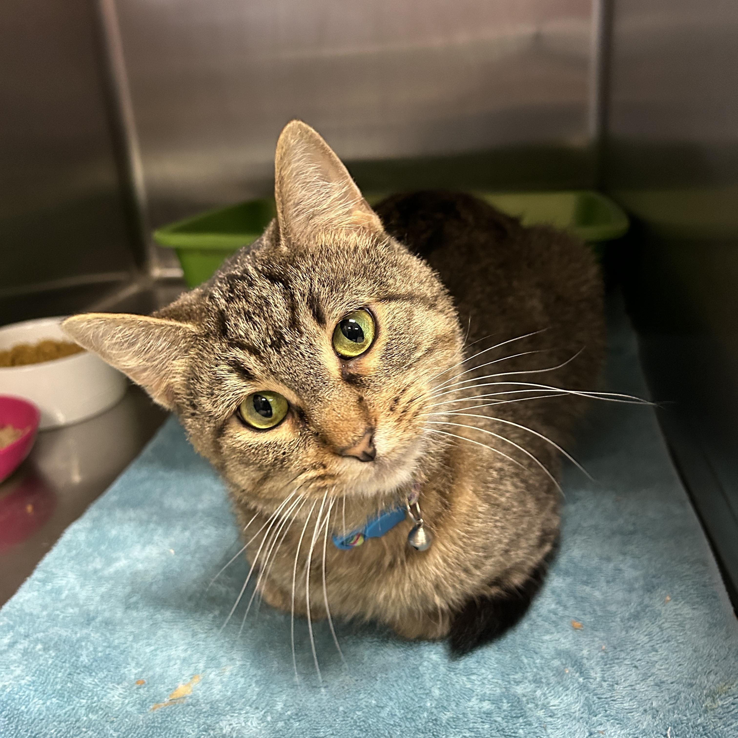 Enlarge Pumyra, a ADOPTABLE Domestic Short Hair in La Grange Park, IL image 1/3