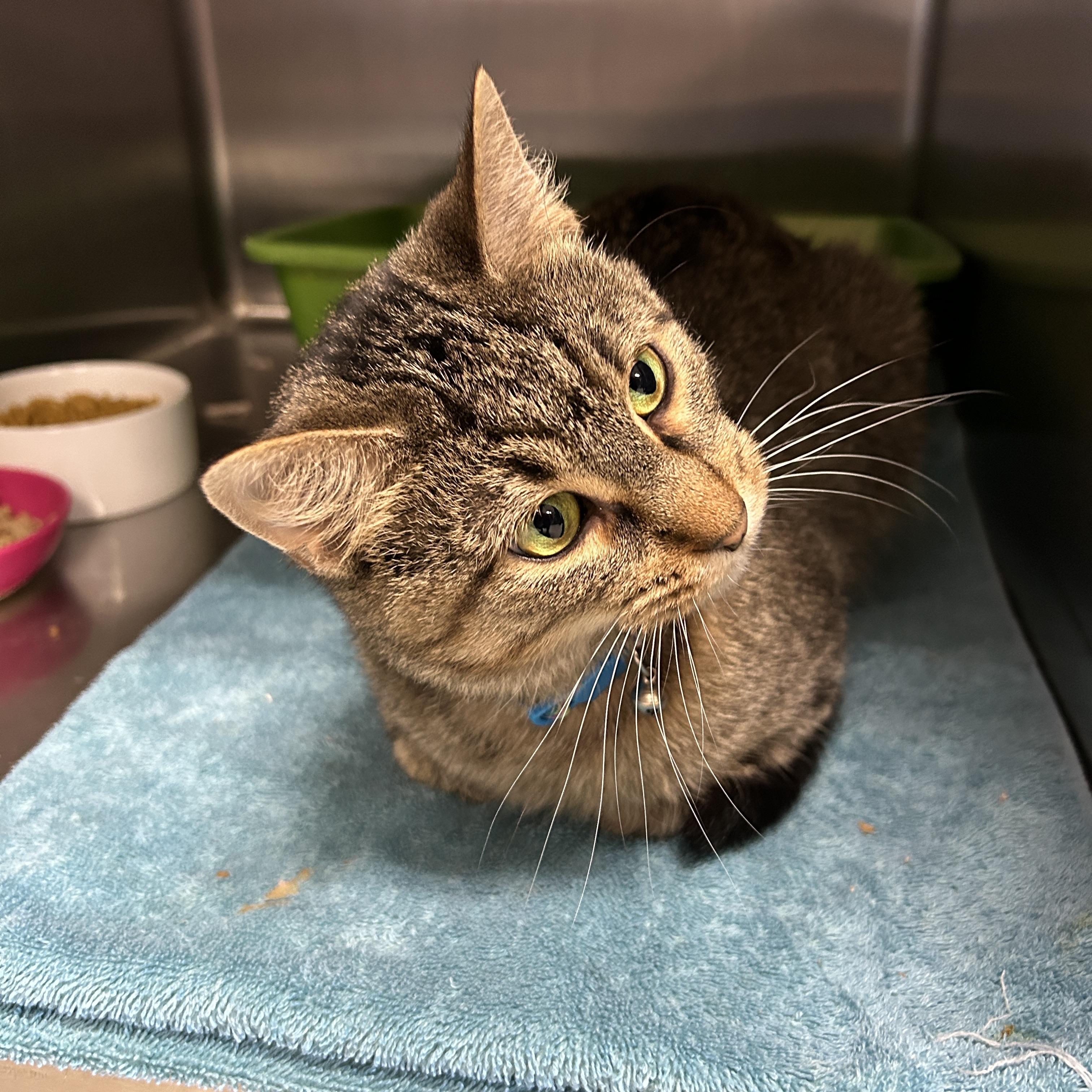 Enlarge Pumyra, a ADOPTABLE Domestic Short Hair in La Grange Park, IL image 3/3