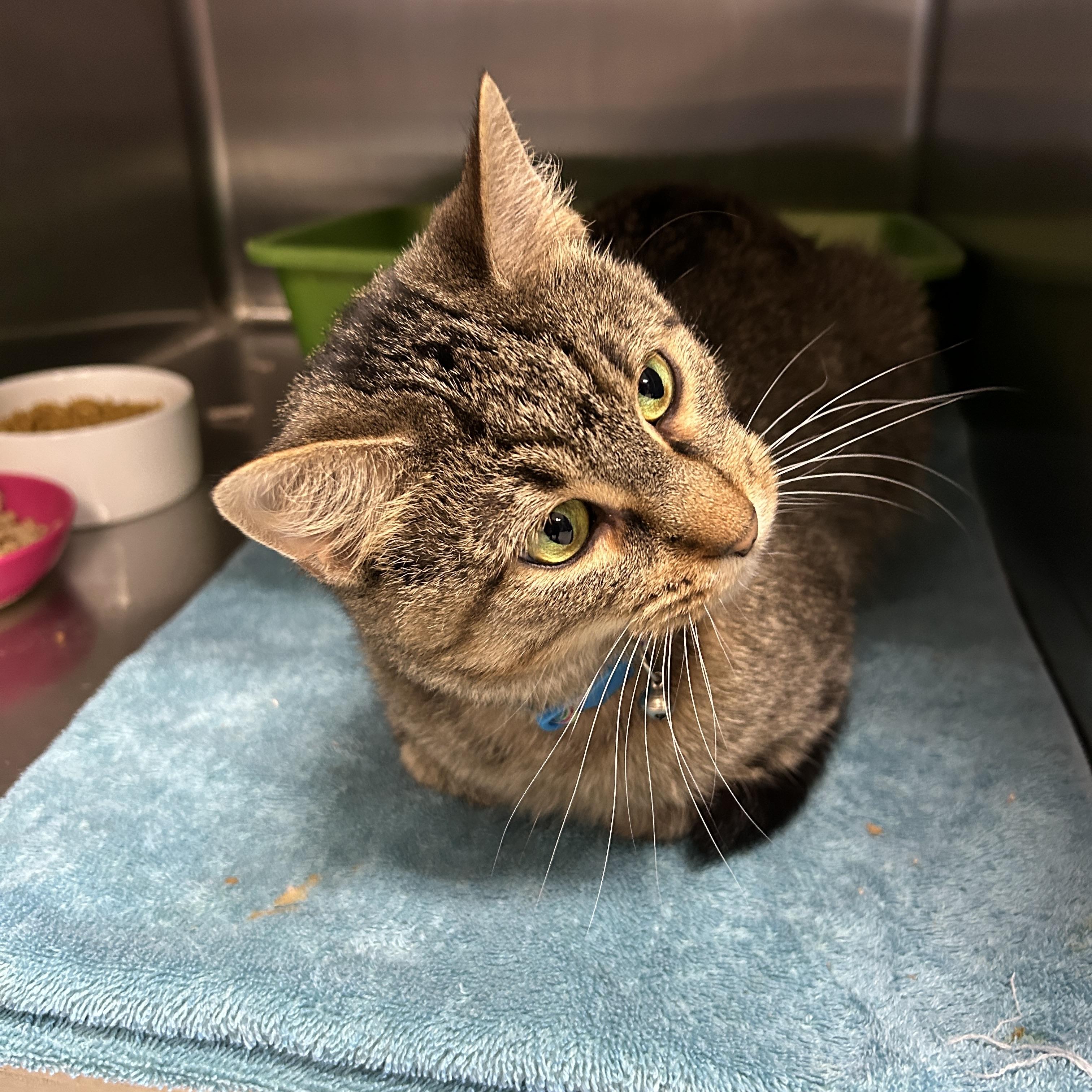 Enlarge Pumyra, a ADOPTABLE Domestic Short Hair in La Grange Park, IL image 2/3