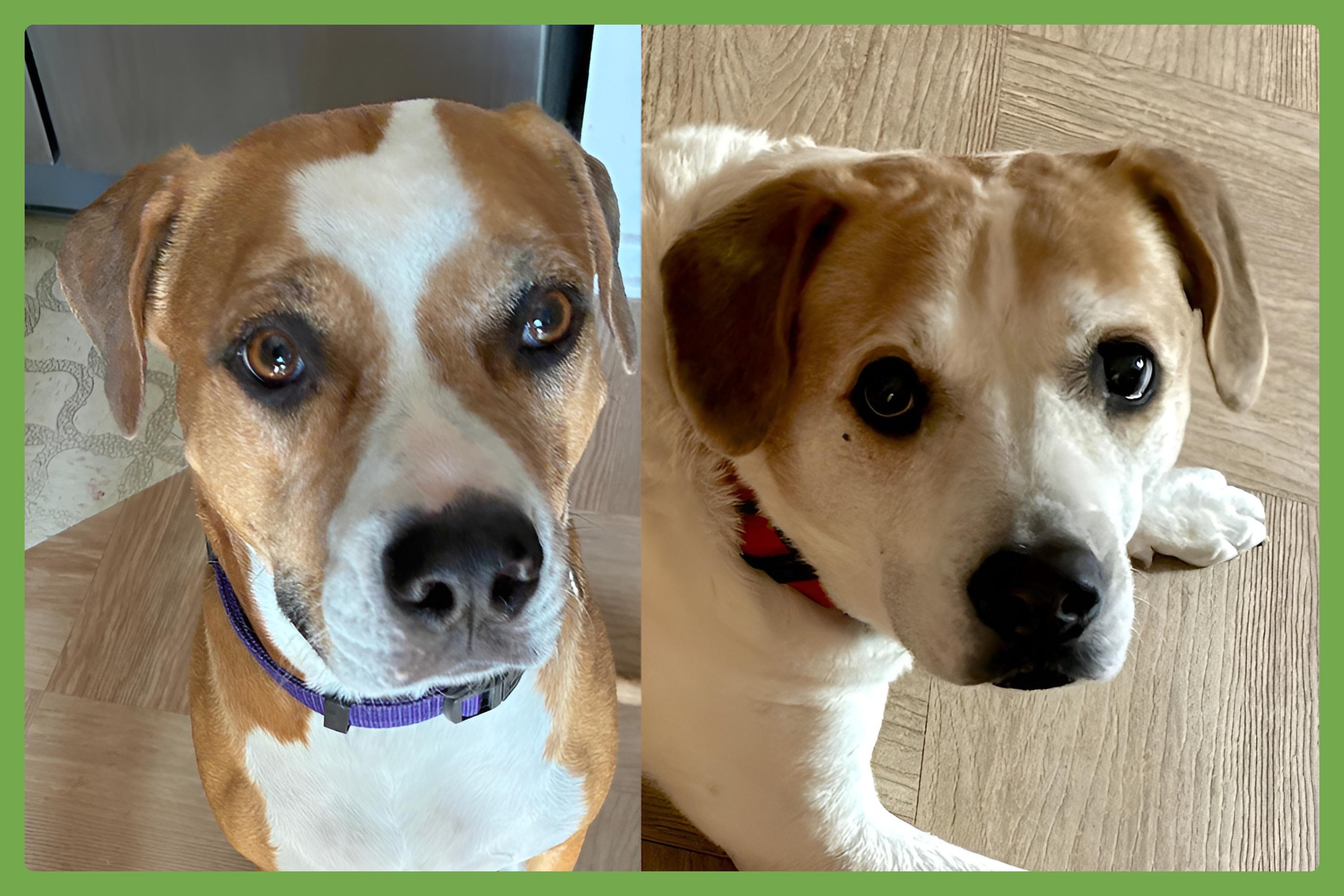 Enlarge Lucky and Piper, a Adoptable mixed breed in Tampa, FL image 1/6