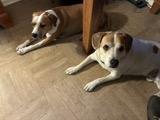 Enlarge Lucky and Piper, a Adoptable mixed breed in Tampa, FL image 5/6