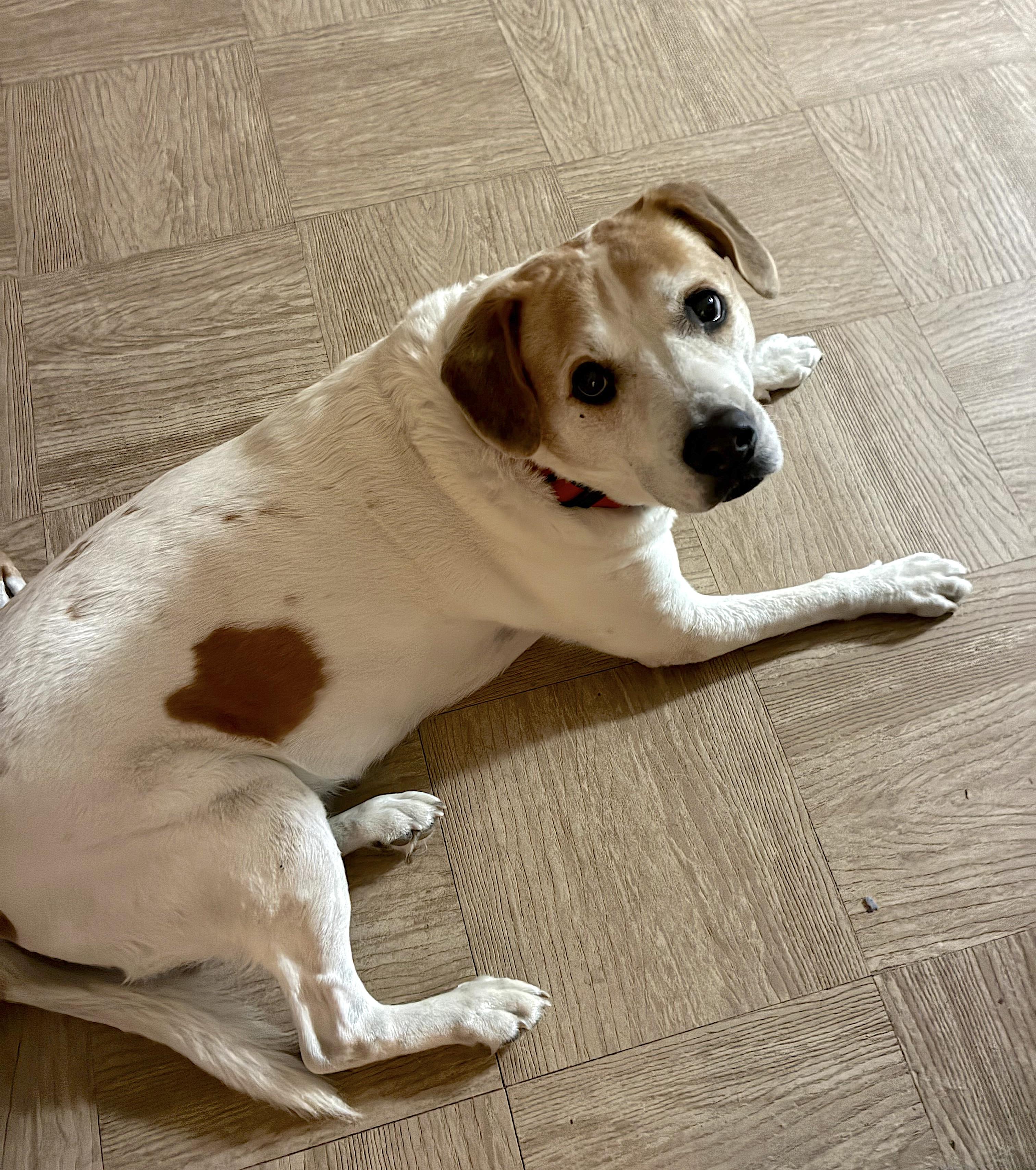 Enlarge Lucky and Piper, a Adoptable mixed breed in Tampa, FL image 4/6