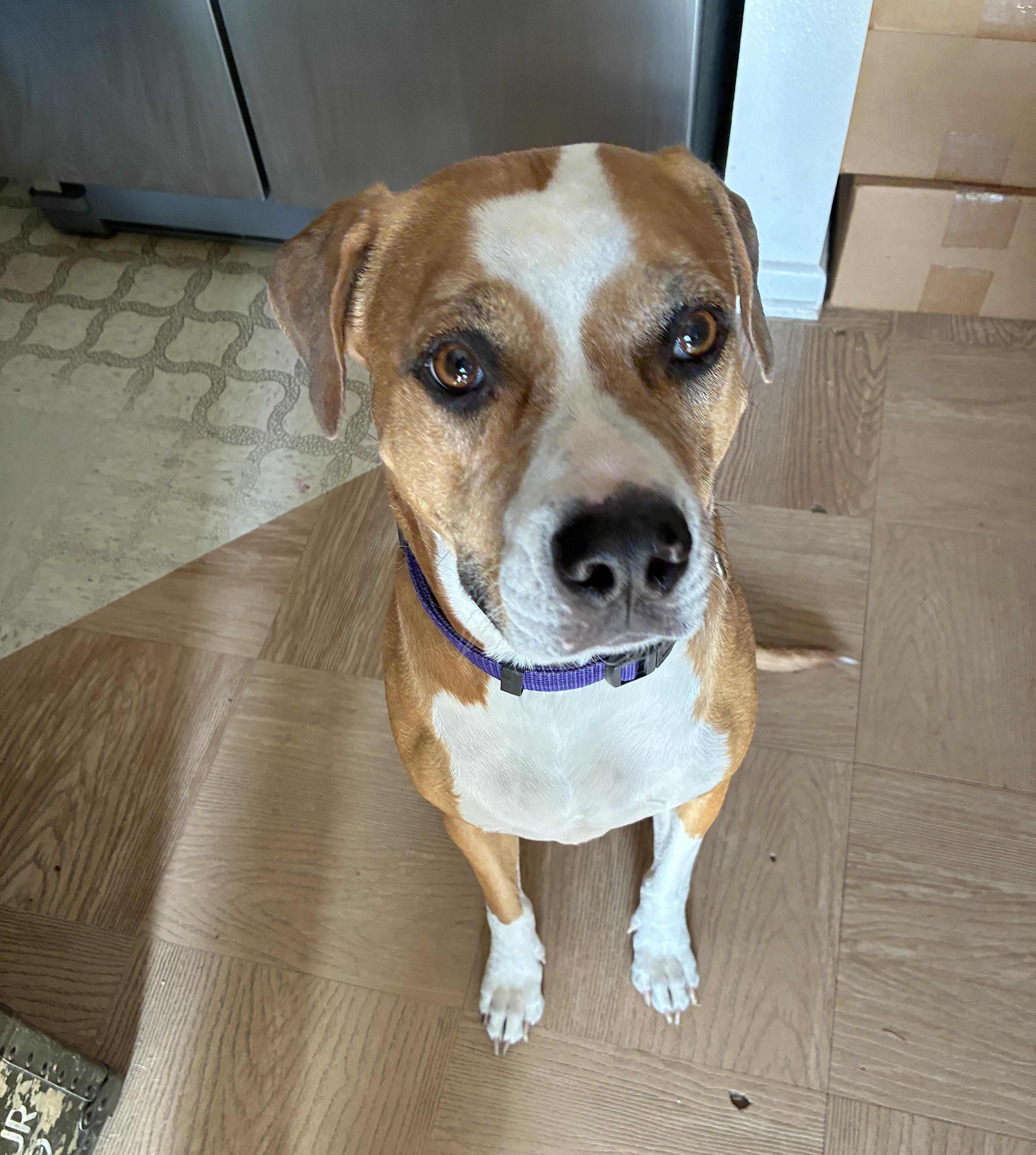 Enlarge Lucky and Piper, a Adoptable mixed breed in Tampa, FL image 3/6