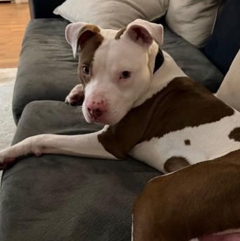 Salt Truck, an adopted Pit Bull Terrier in Detroit, MI image 4/6