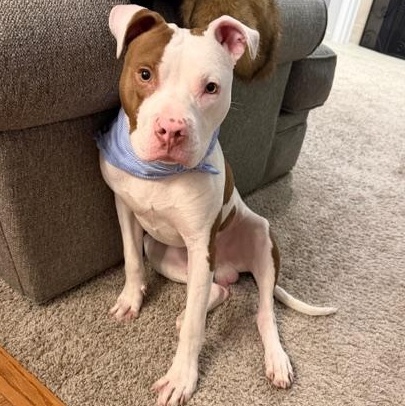 Salt Truck, an adopted Pit Bull Terrier in Detroit, MI image 1/6