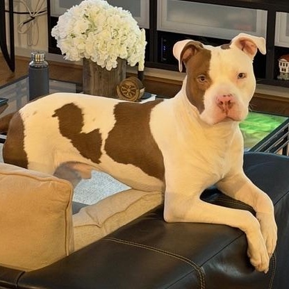 Salt Truck, an adopted Pit Bull Terrier in Detroit, MI image 3/6