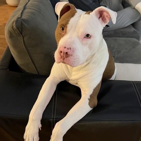 Salt Truck, an adopted Pit Bull Terrier in Detroit, MI image 2/6