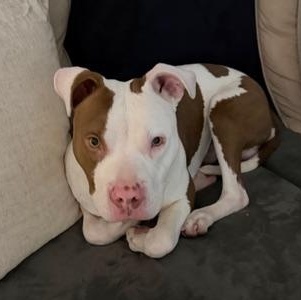 Salt Truck, an adopted Pit Bull Terrier in Detroit, MI image 5/6