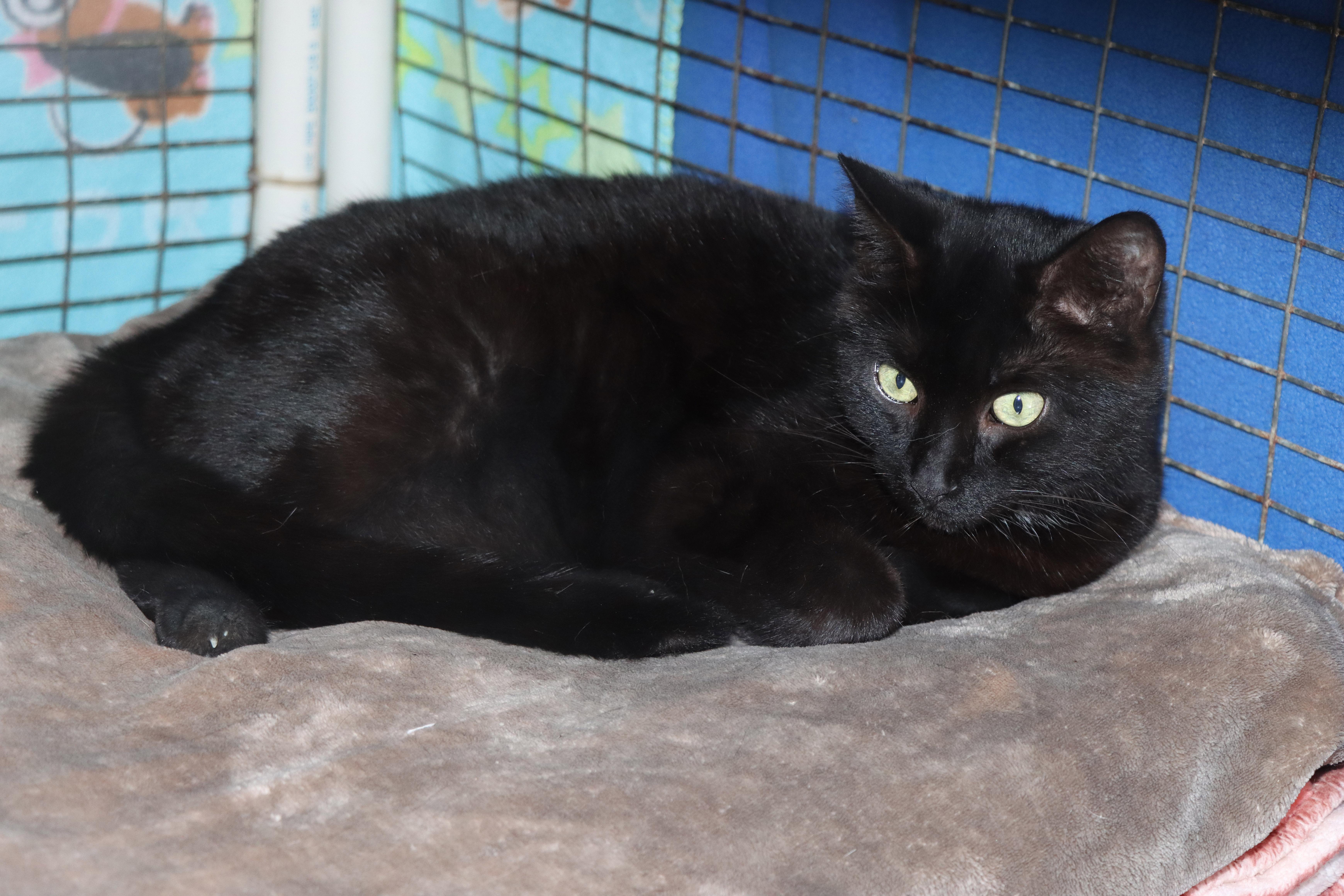 Pepe Le Pew, Adoptable, Adult Male Domestic Short Hair.