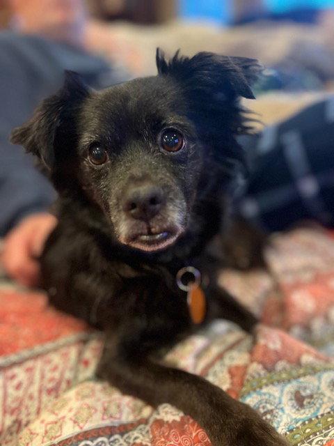 Sparky, Adoptable, Adult Male Chihuahua & Pomeranian.
