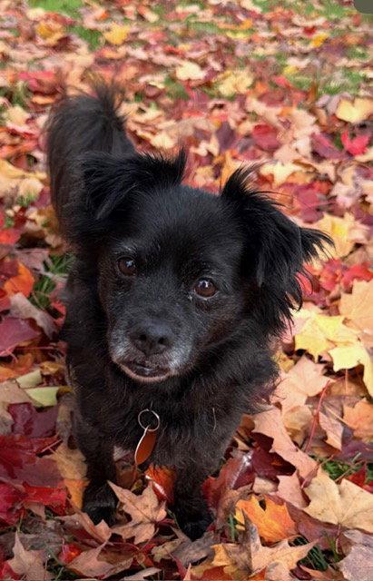 Enlarge Sparky, a Adoptable mixed breed in Seattle, WA image 2/2
