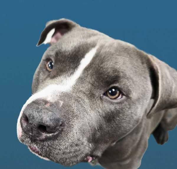 Nutcracker, a Adoptable mixed breed in Portsmouth, VA image 1/5