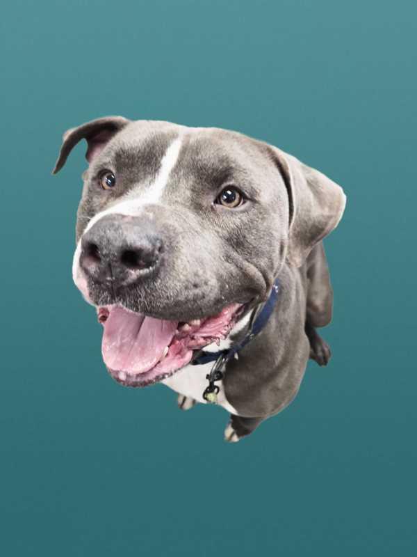 Nutcracker, a Adoptable mixed breed in Portsmouth, VA image 2/5