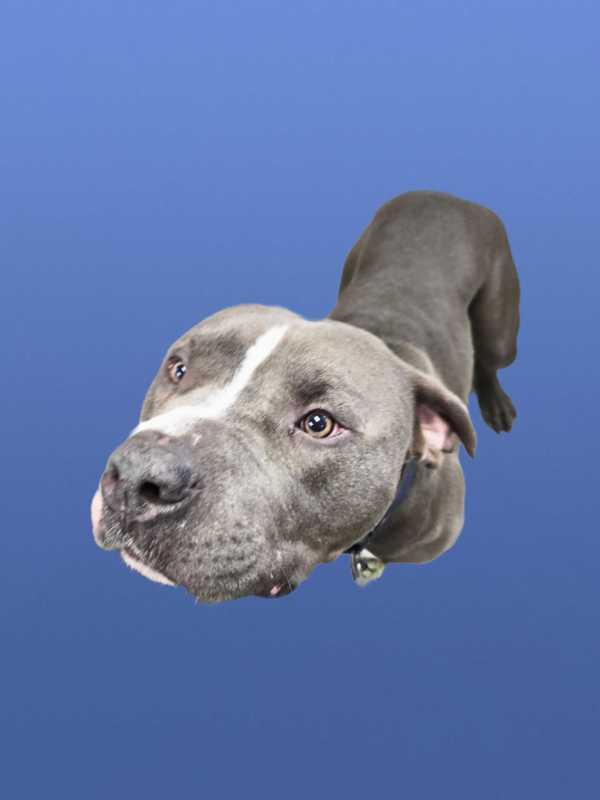 Nutcracker, a Adoptable mixed breed in Portsmouth, VA image 5/5