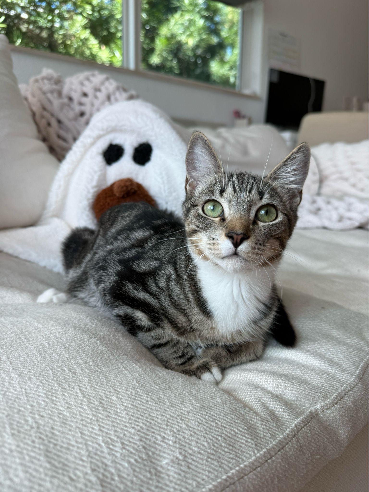 Enlarge Mickey, a ADOPTABLE Domestic Short Hair in Miami Beach, FL image 3/6