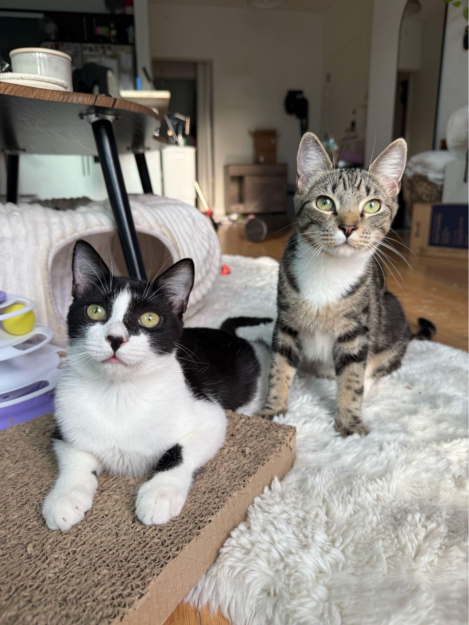 Enlarge Mickey, a ADOPTABLE Domestic Short Hair in Miami Beach, FL image 6/6