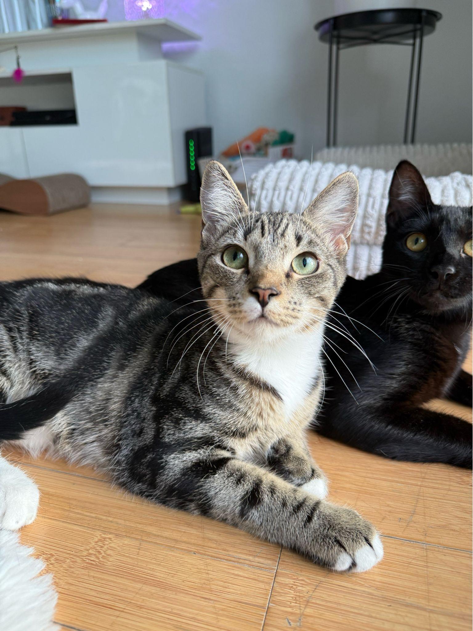 Enlarge Mickey, a ADOPTABLE Domestic Short Hair in Miami Beach, FL image 2/6