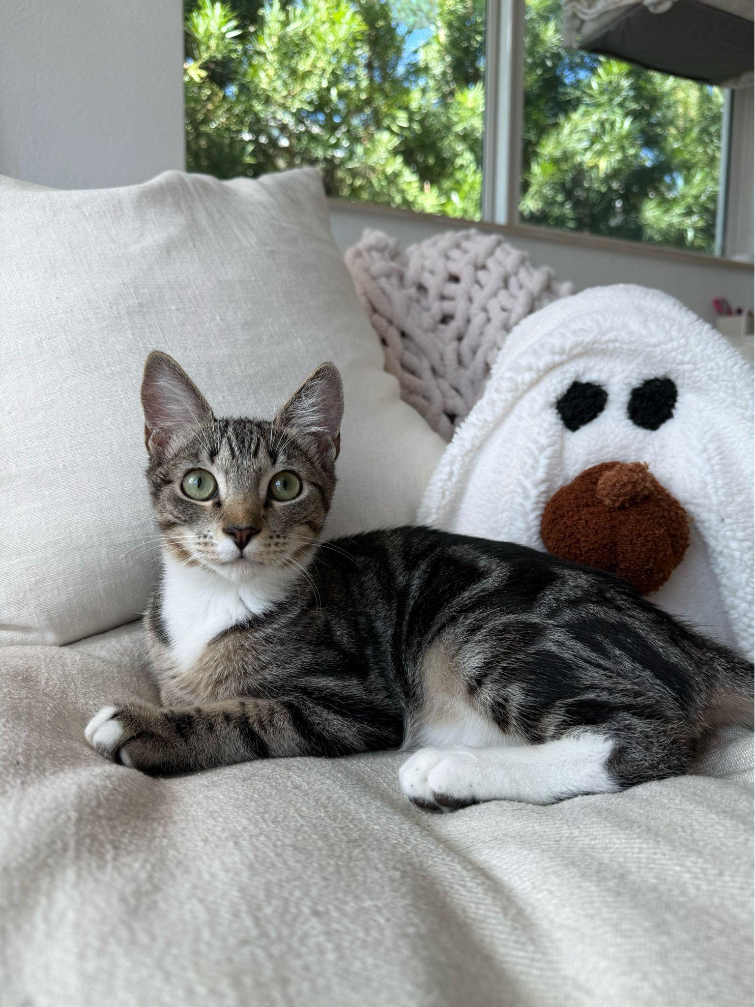 Mickey, ADOPTABLE, Kitten Male Domestic Short Hair.