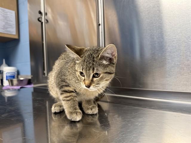 LACEY, Adoptable, Kitten Female Domestic Short Hair.
