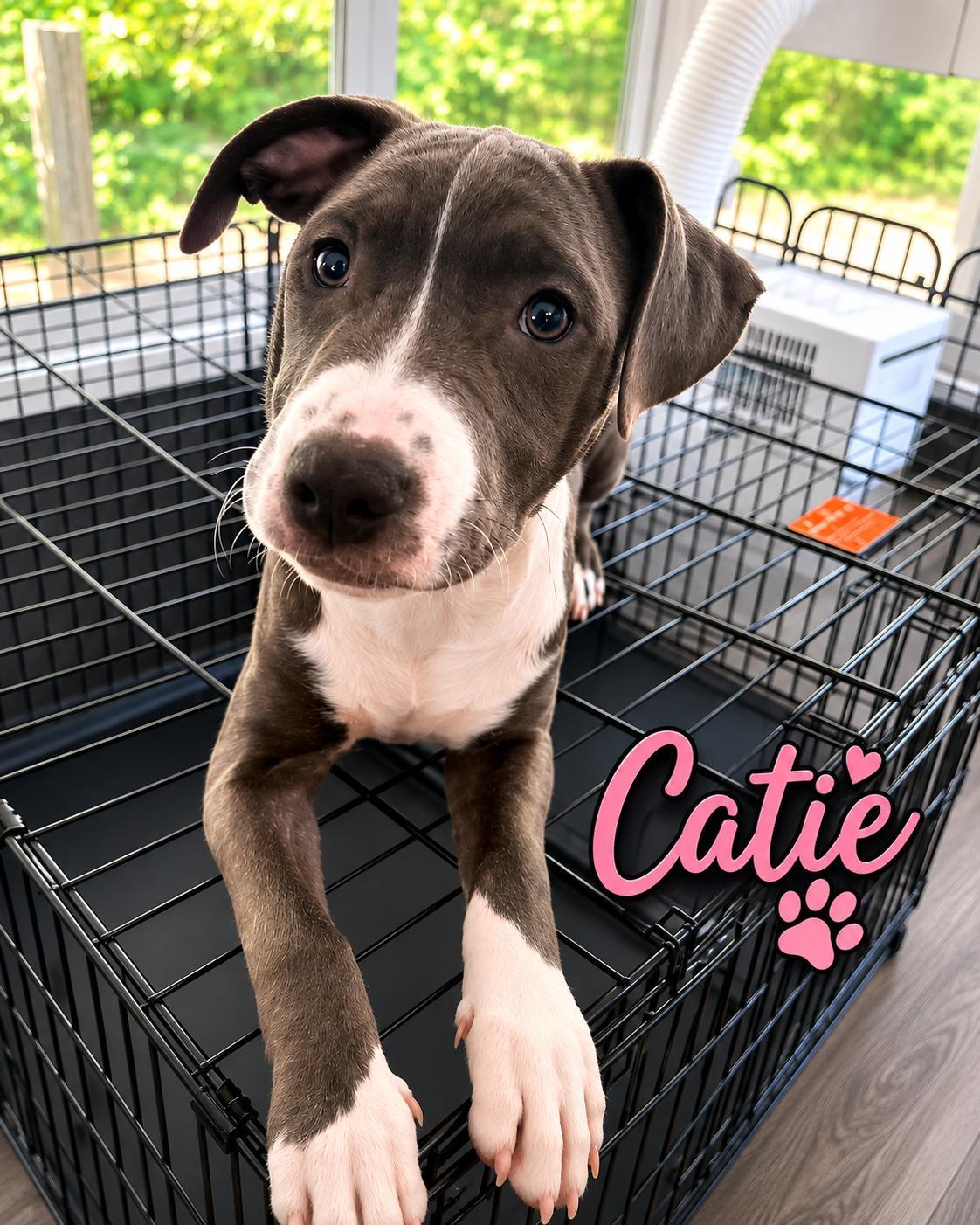 Catie, Adoptable, Puppy Female American Staffordshire Terrier & Black Labrador Retriever.